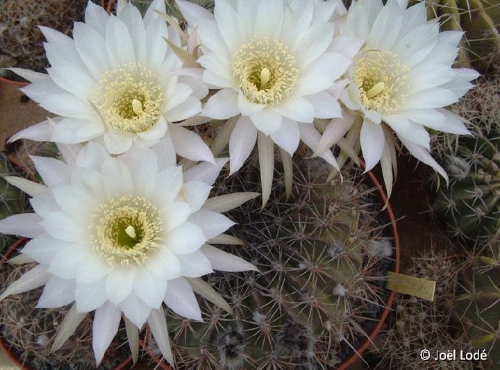 Echinopsis sp ex Pseudolobivia sp H833 OF JLcoll.1442